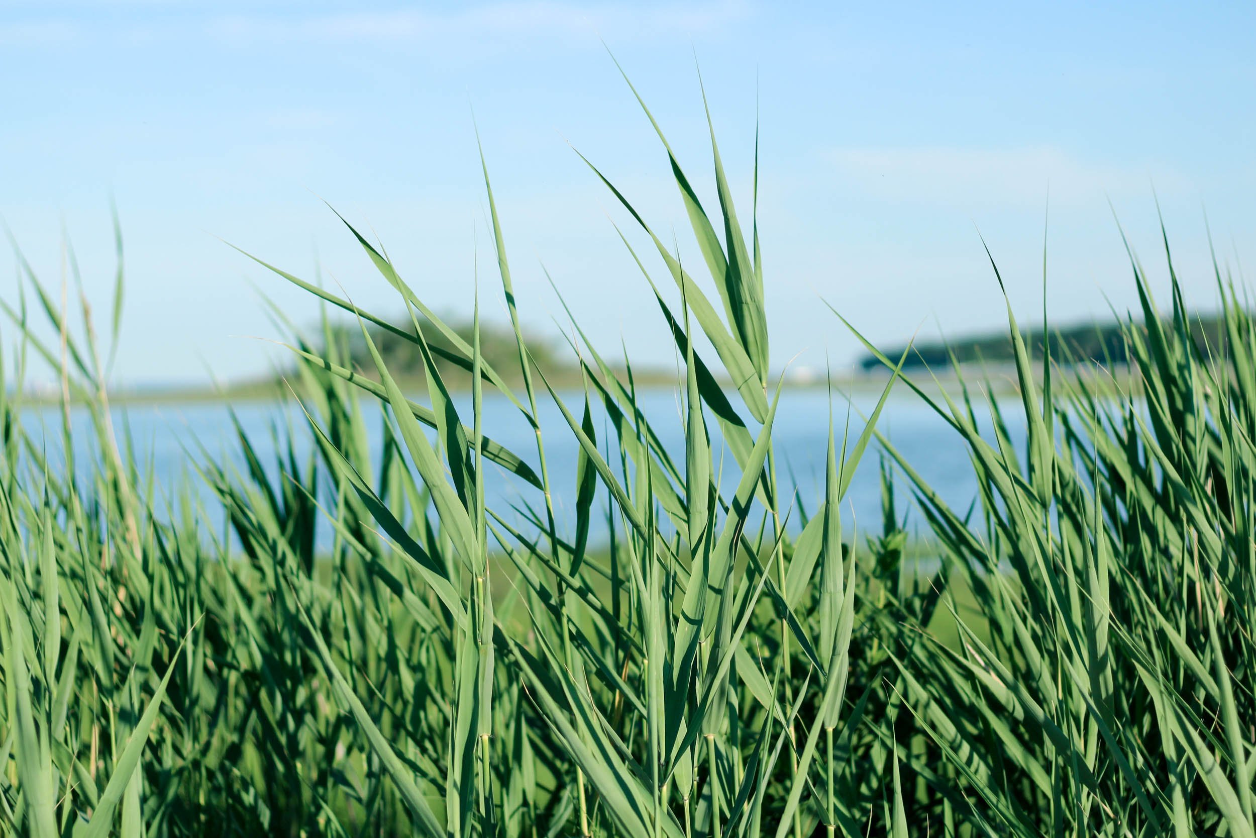 Common Reeds (Copy)