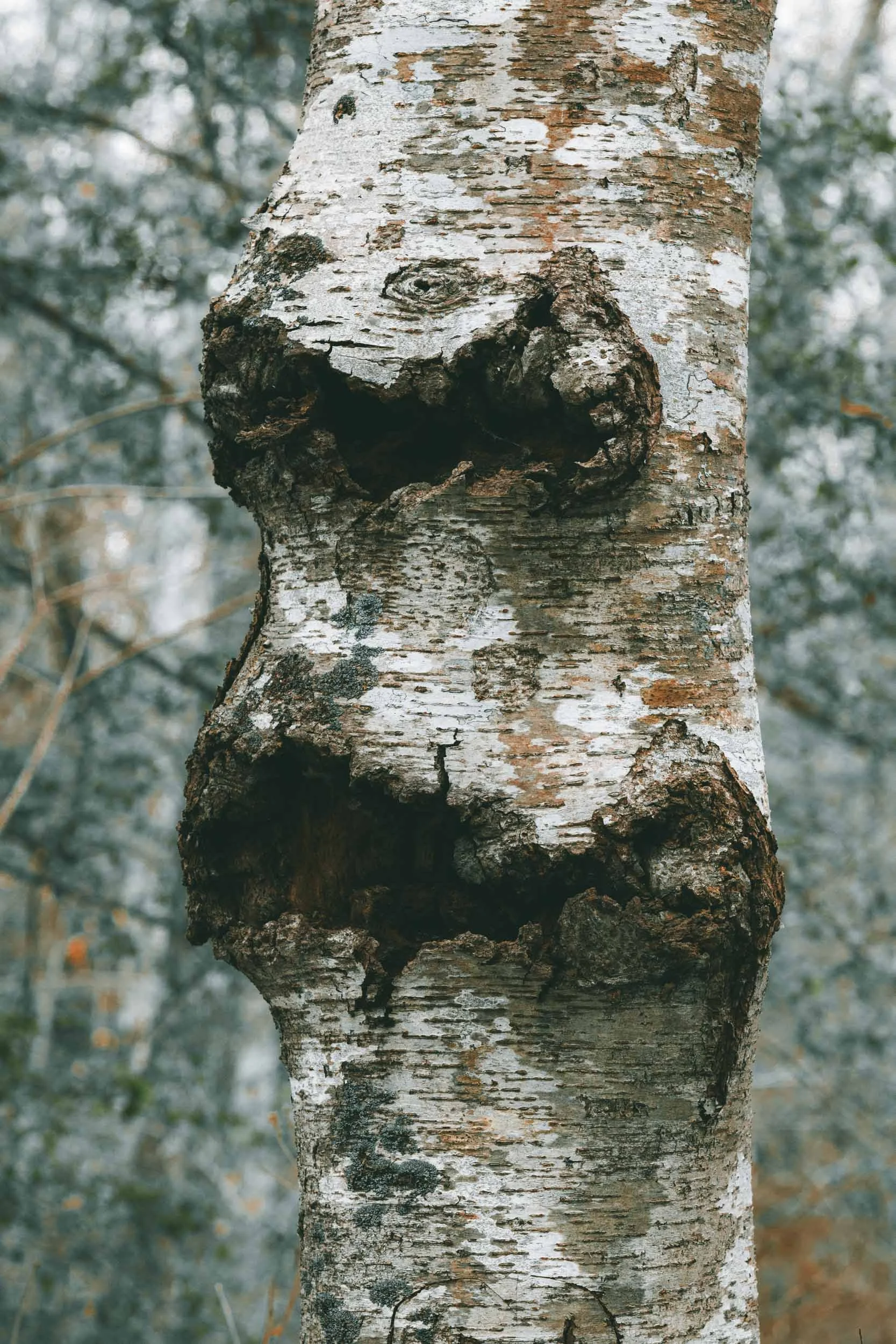 Hidden Face (Copy)