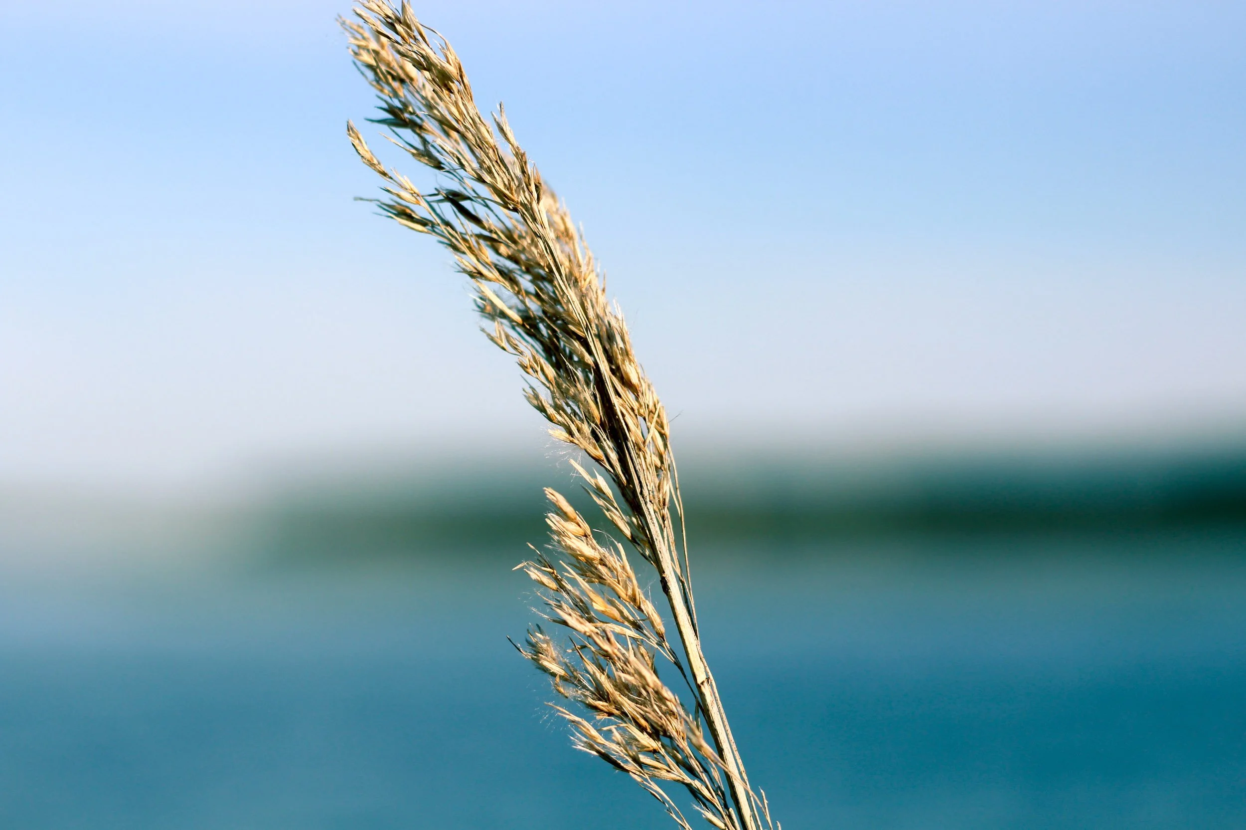 Common Reed tight (Copy)