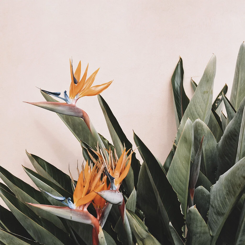 Sending tropical vibes to the Loloma community