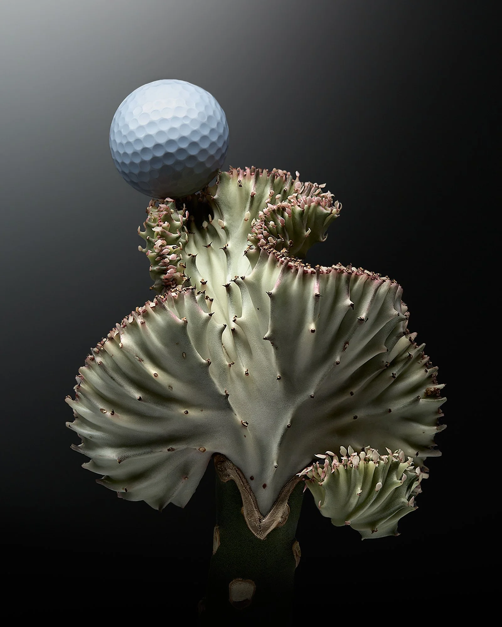 CACTUS_ABSTRACT_FINAL.jpg