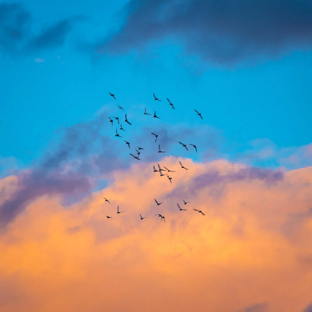 birdsflying1_.jpg
