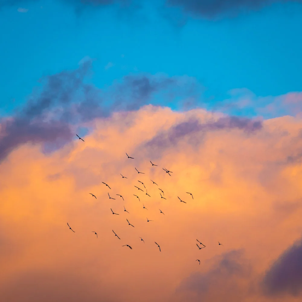 birdsflying2_.jpg