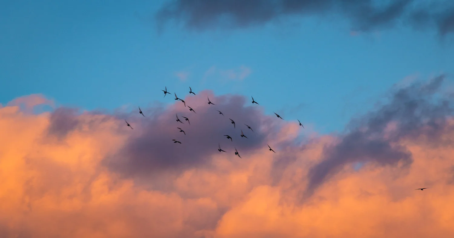 birdsflying3_.jpg
