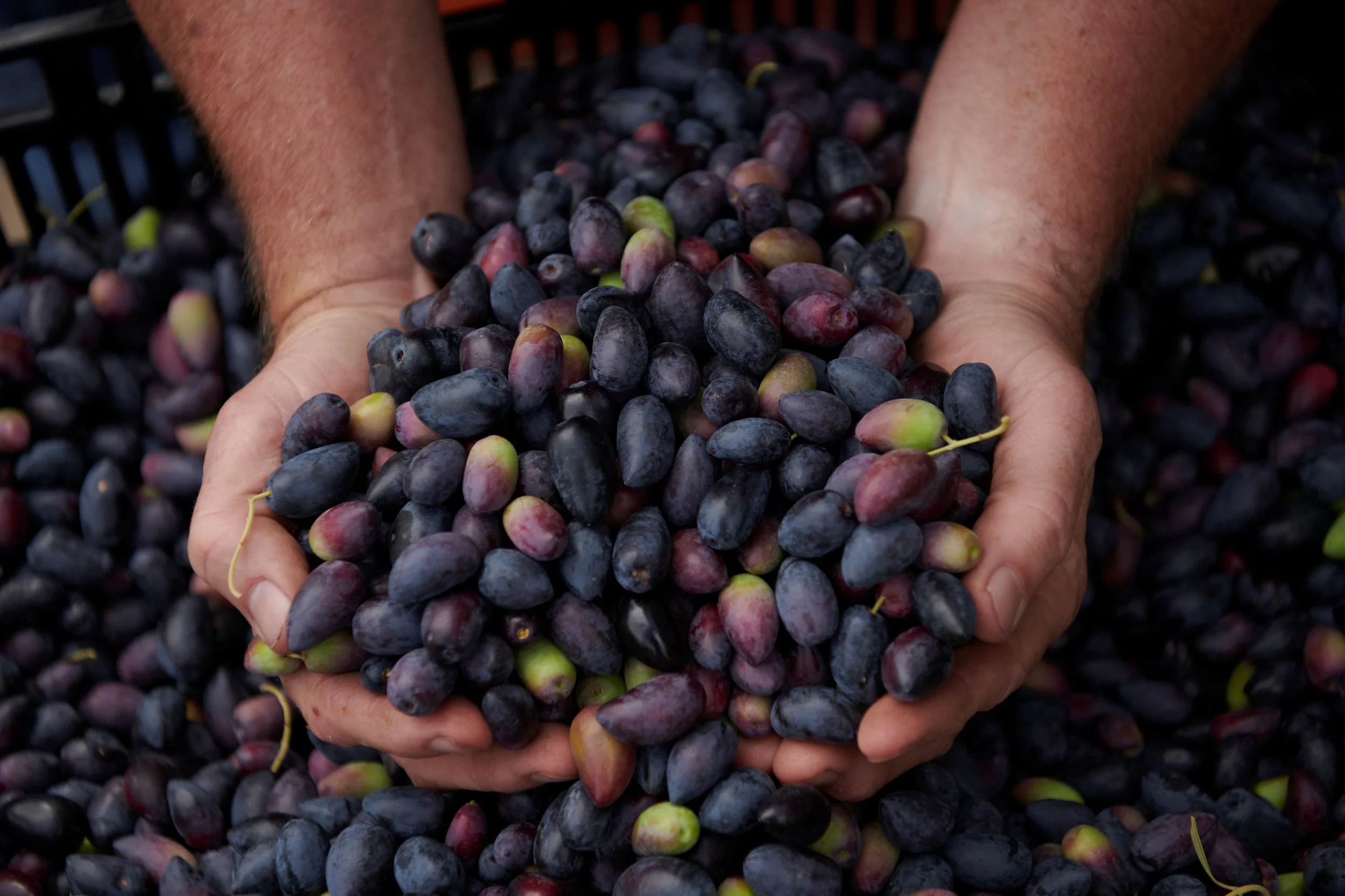 TASTE OF MARGARET RIVER - EAGLE BAY OLIVES