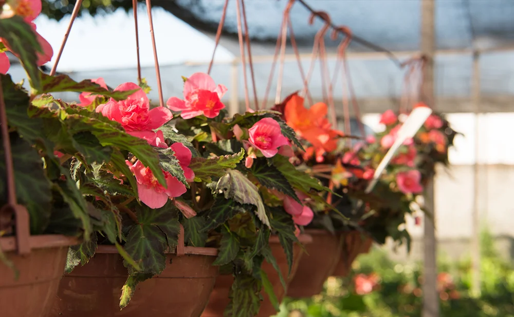 plantas.jpg