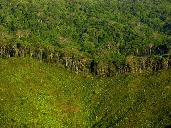 Deforestation.jpg
