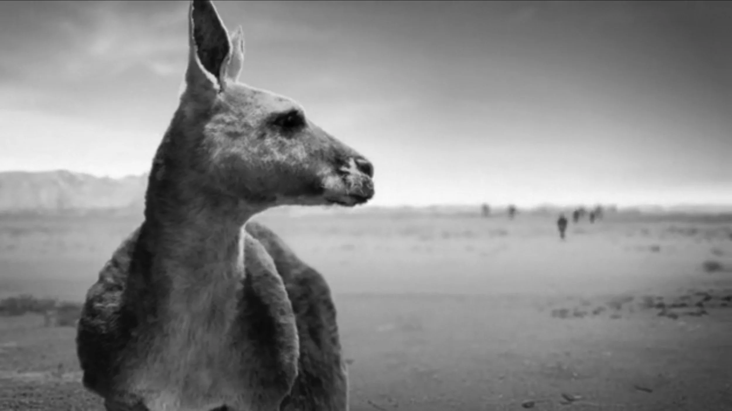 Kangaroo+video+thumbnail+BW.jpg