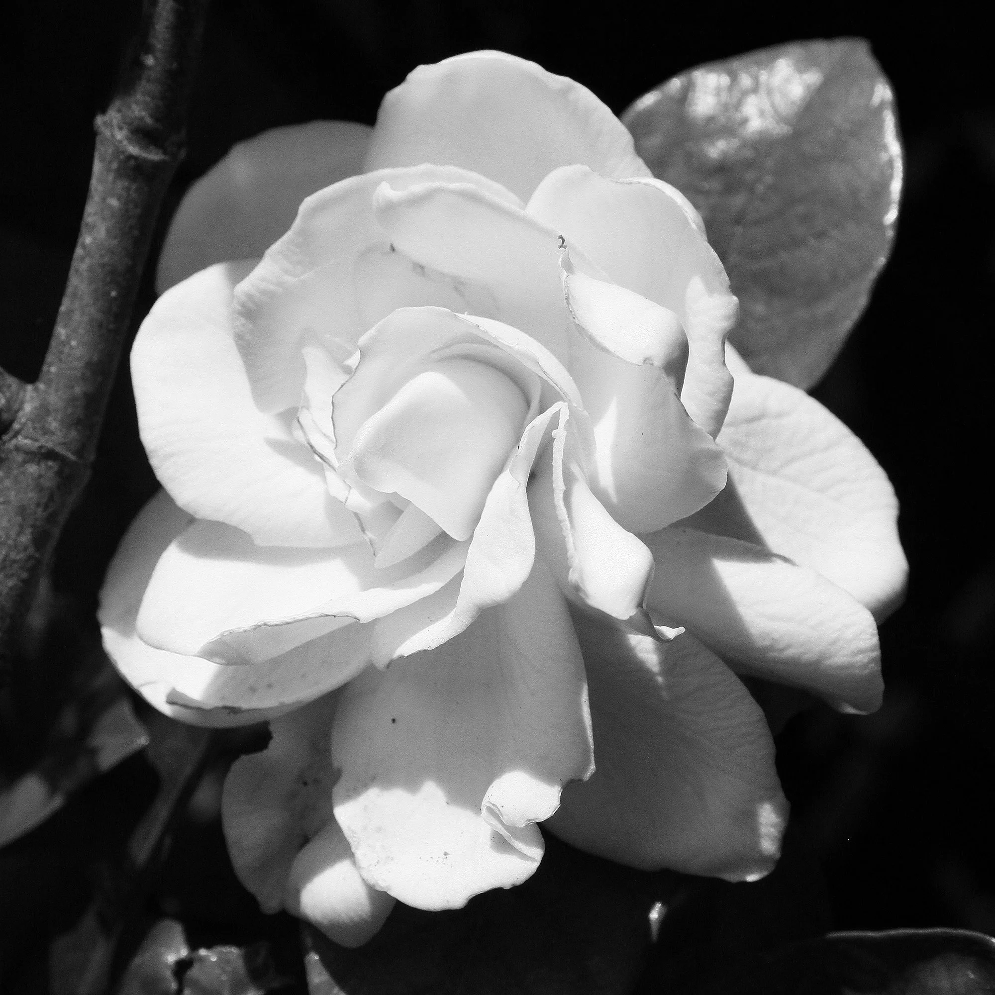 Gardenia (gardenia jasminoides)  Sultry star of Hothouse Flower