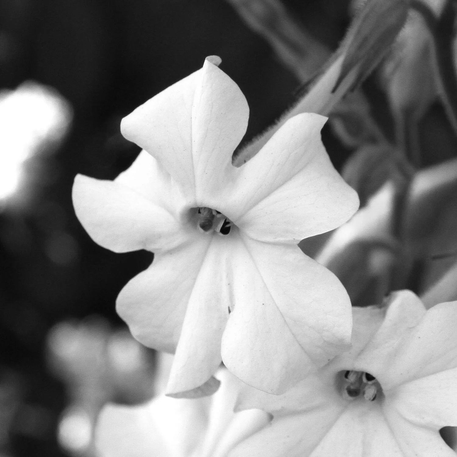 Tobacco Flower (nicotiana alata)  Captured in Field Notes from Paris