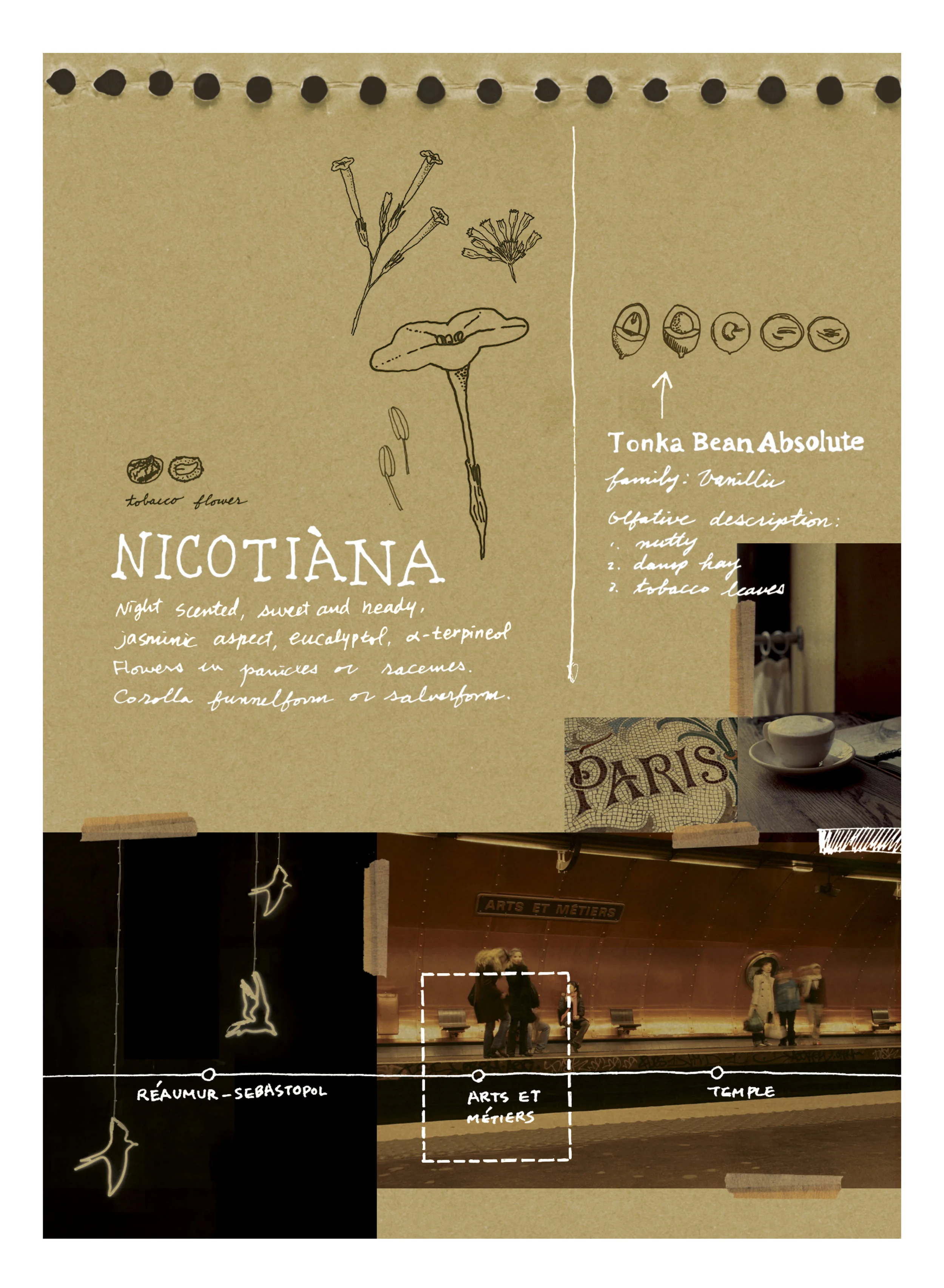 Ineke, Field Notes from Paris, woody oriental, perfumes for men, perfumes for women