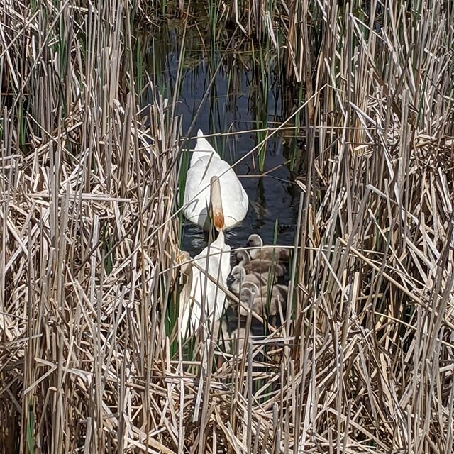 Baby swans ..do dew do do