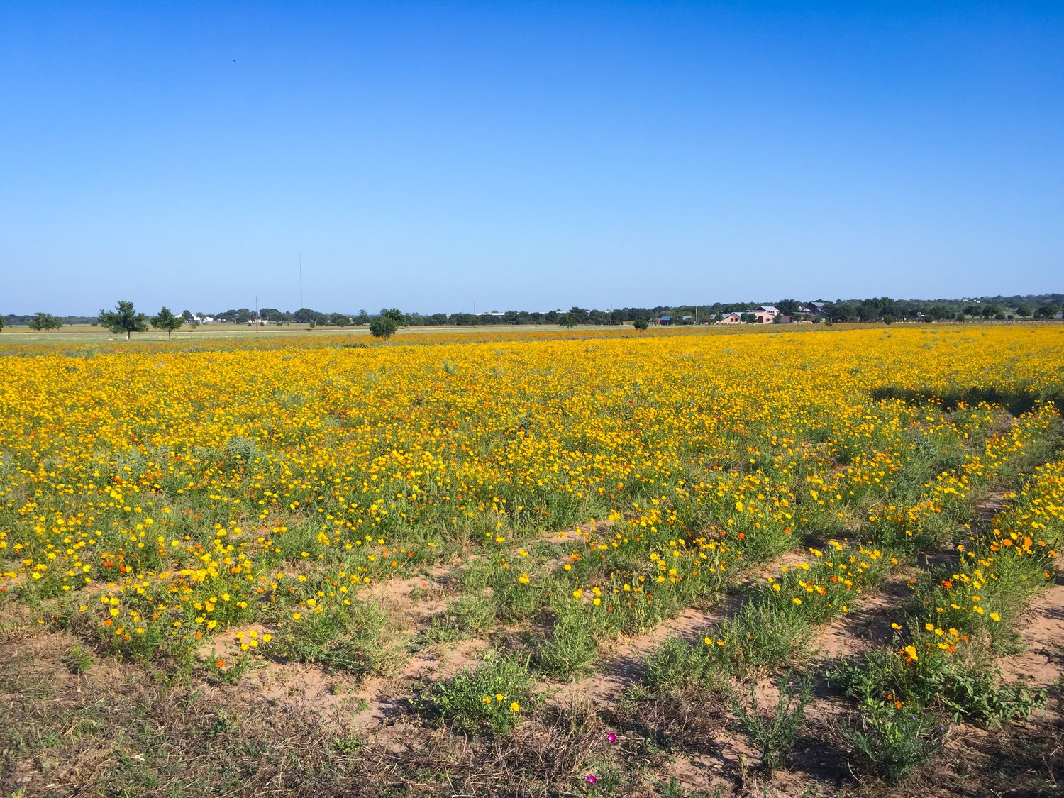 san-antonio-texas-wildflower-fields3.JPG