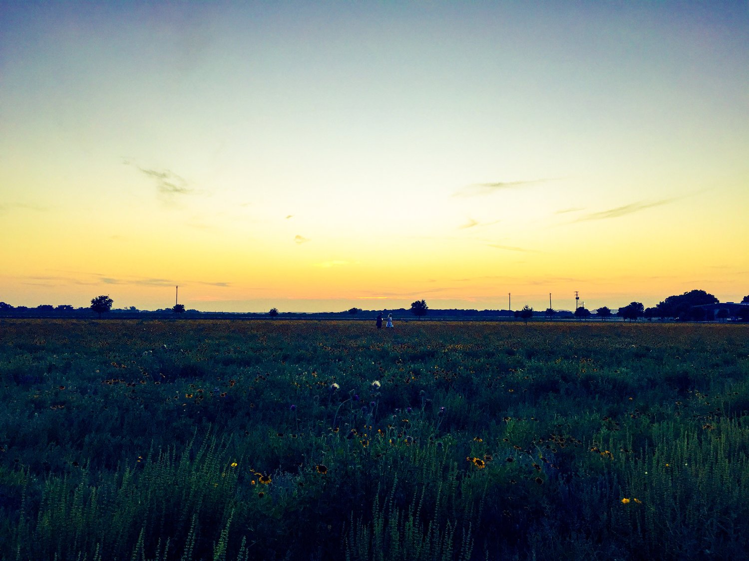 san-antonio-texas-wildflower-fields1.JPG