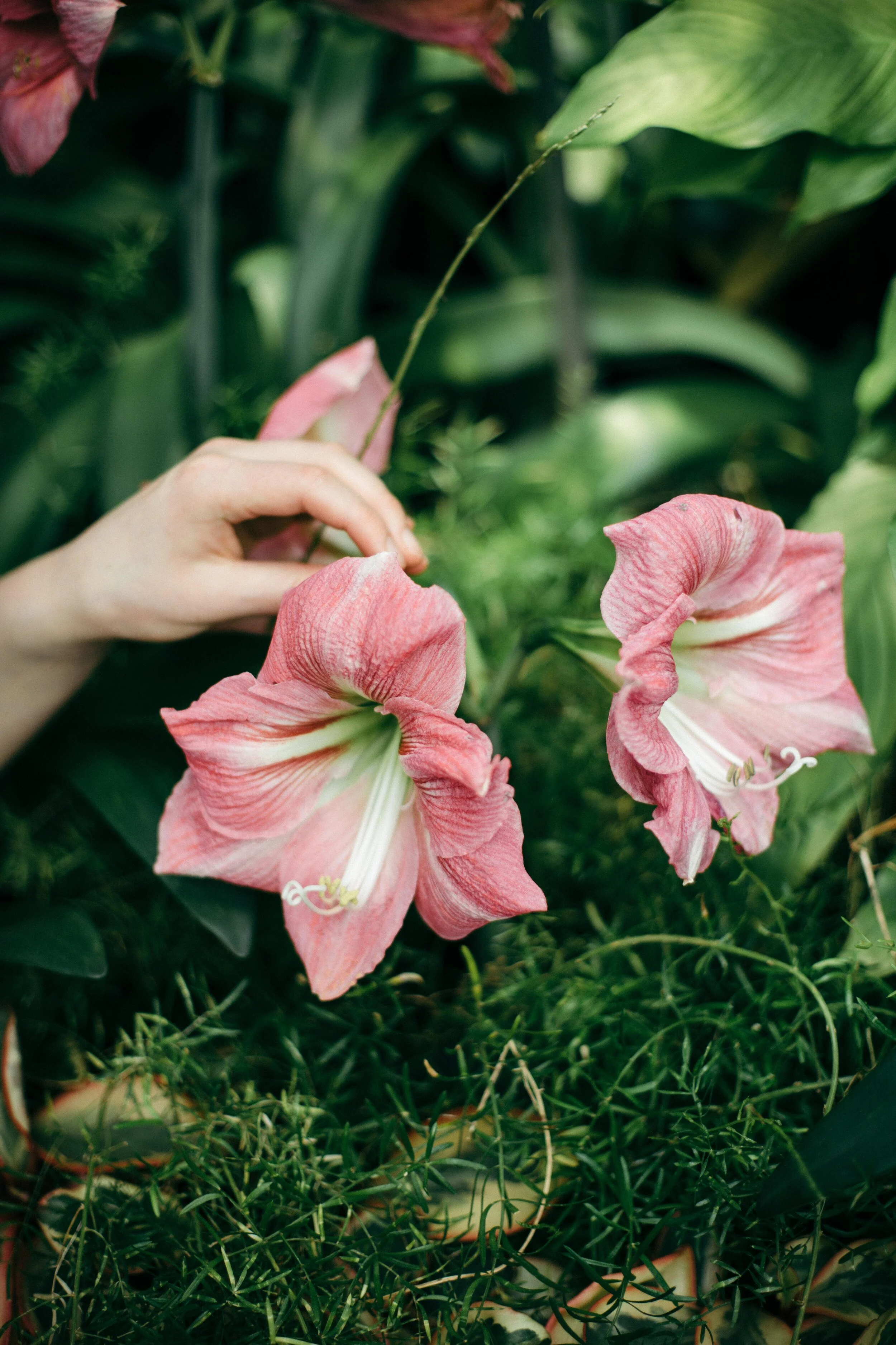 BOTANICS EBONY LAMB 2019-2.jpg