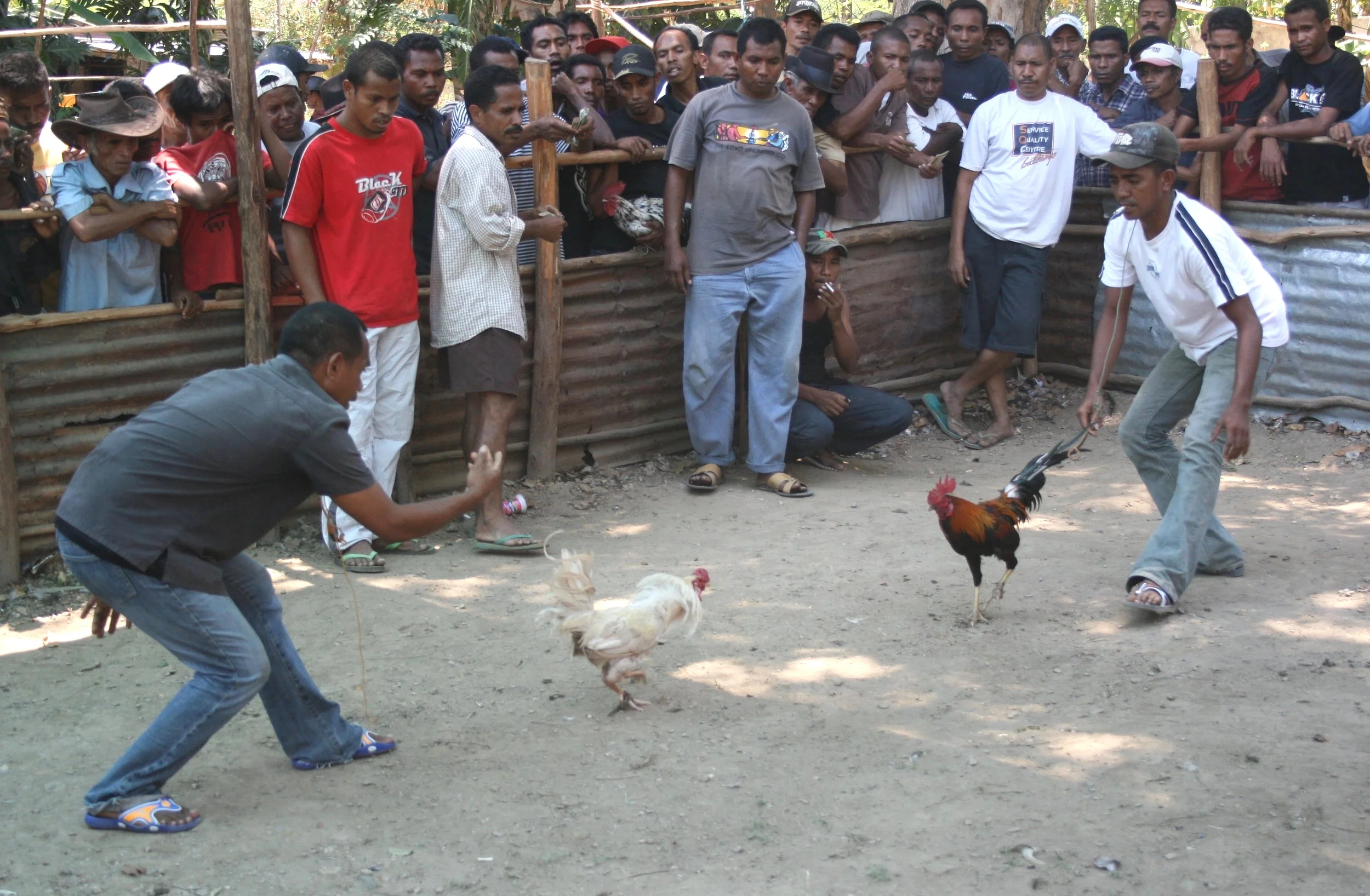 Cock fighting in Dili, East Timor