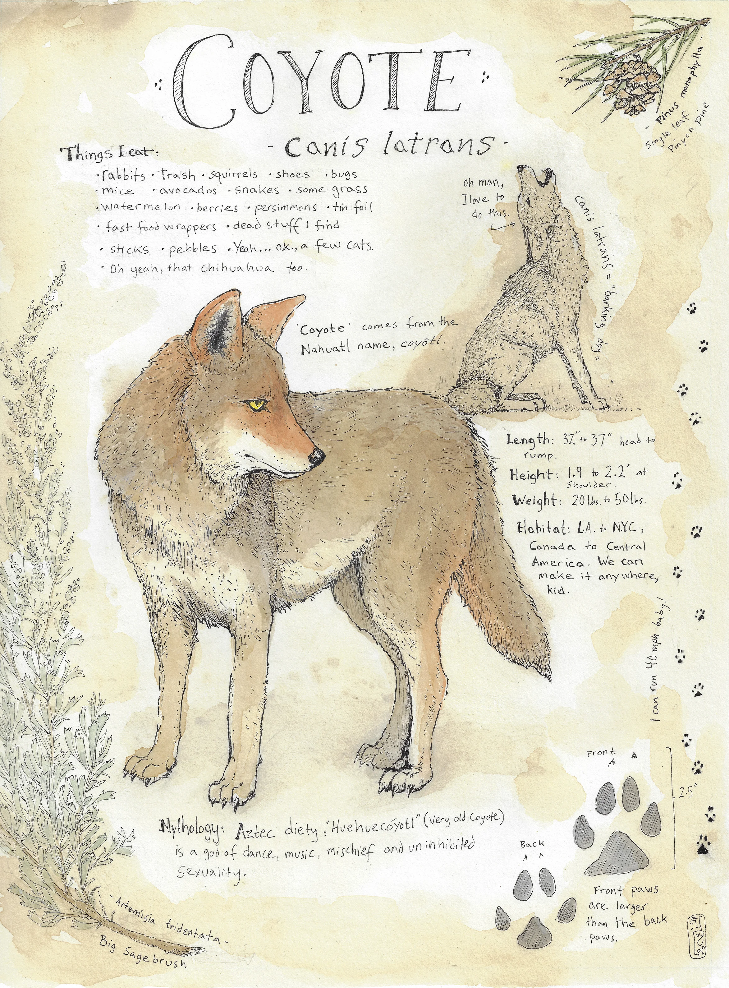 coyote.jpg