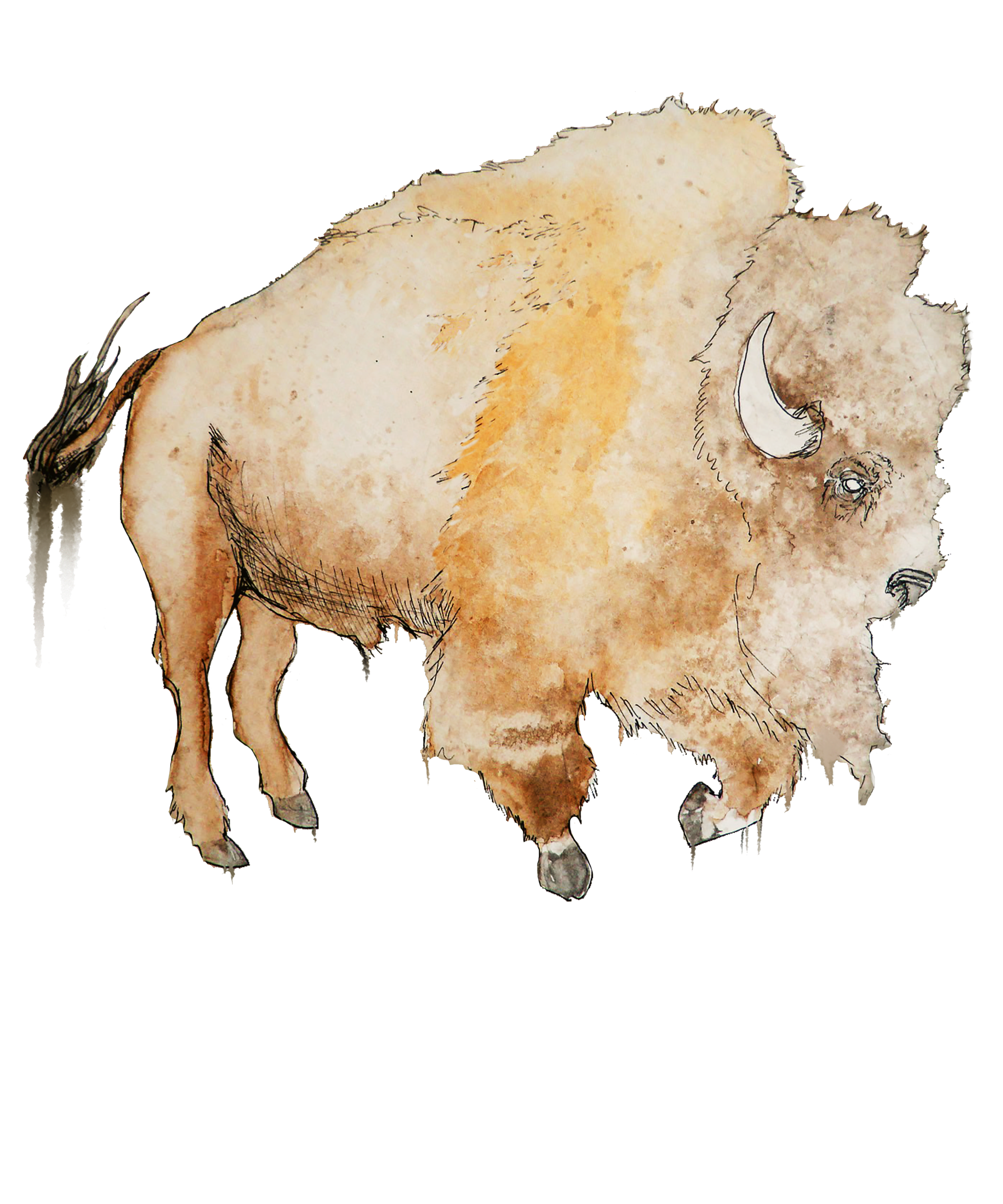 BUFFALO_AMAZON MERCH.png