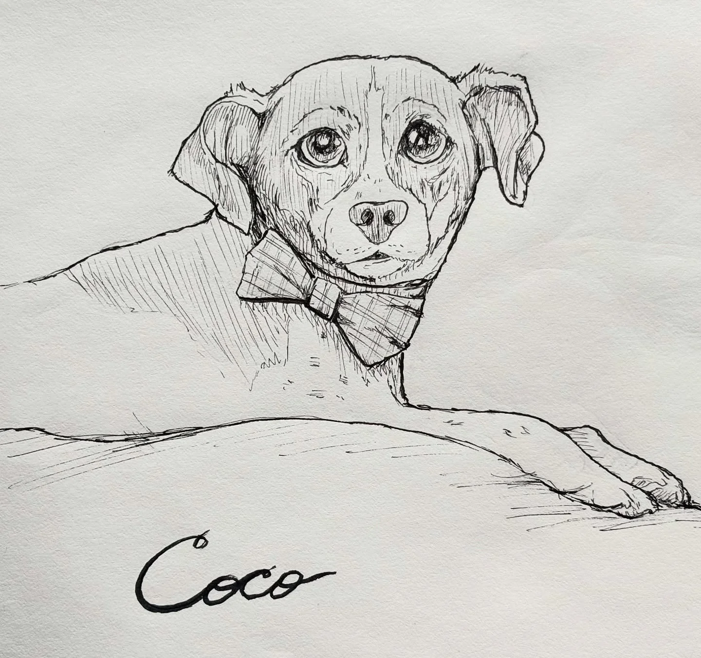 Got to spend a week with Coco - one of a trio of rat terrier siblings who together are unquestionably Asheville&rsquo;s most talented ballerinas. @wncpetcare