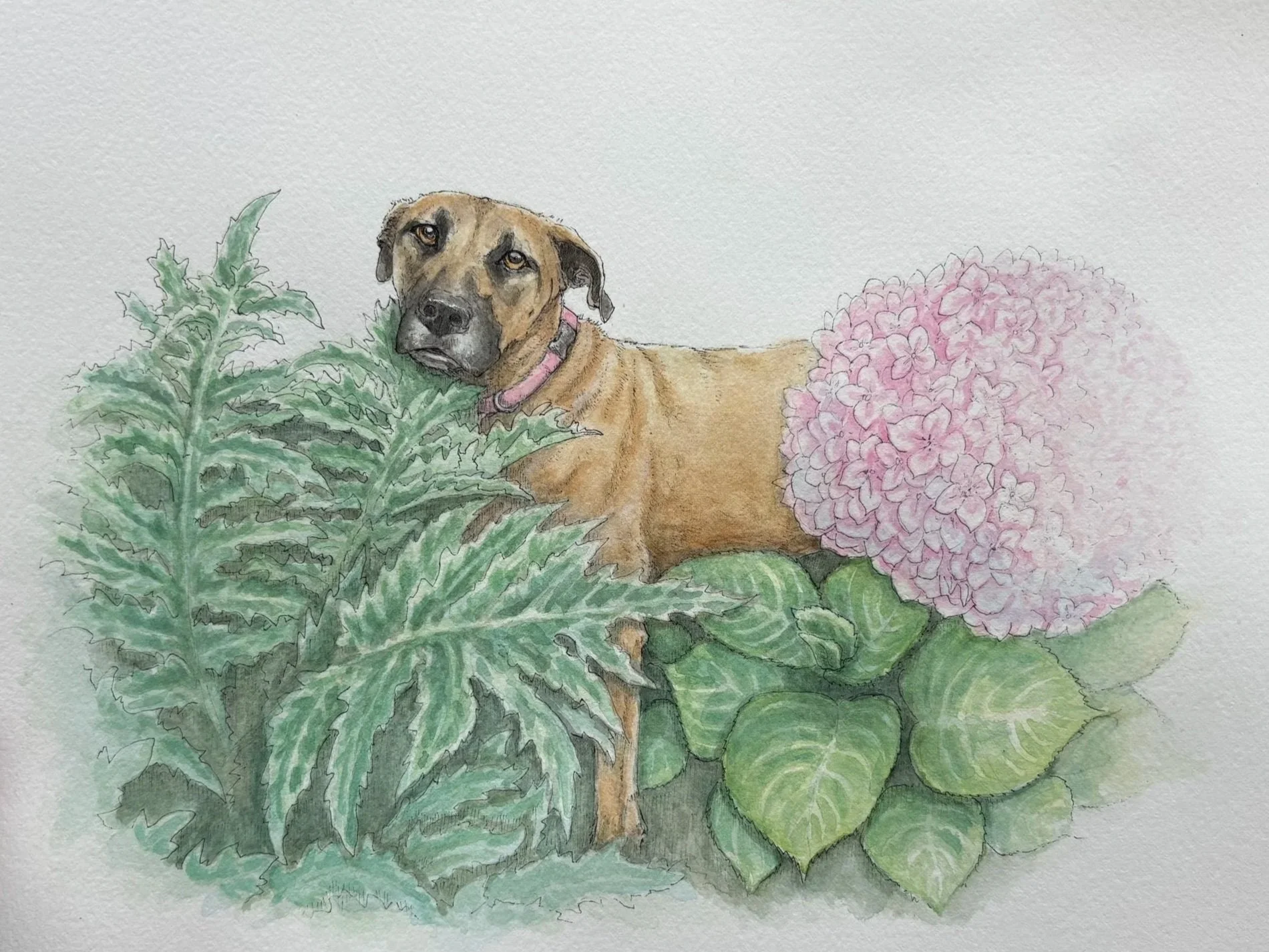 PET PORTRAIT COMMISIONS