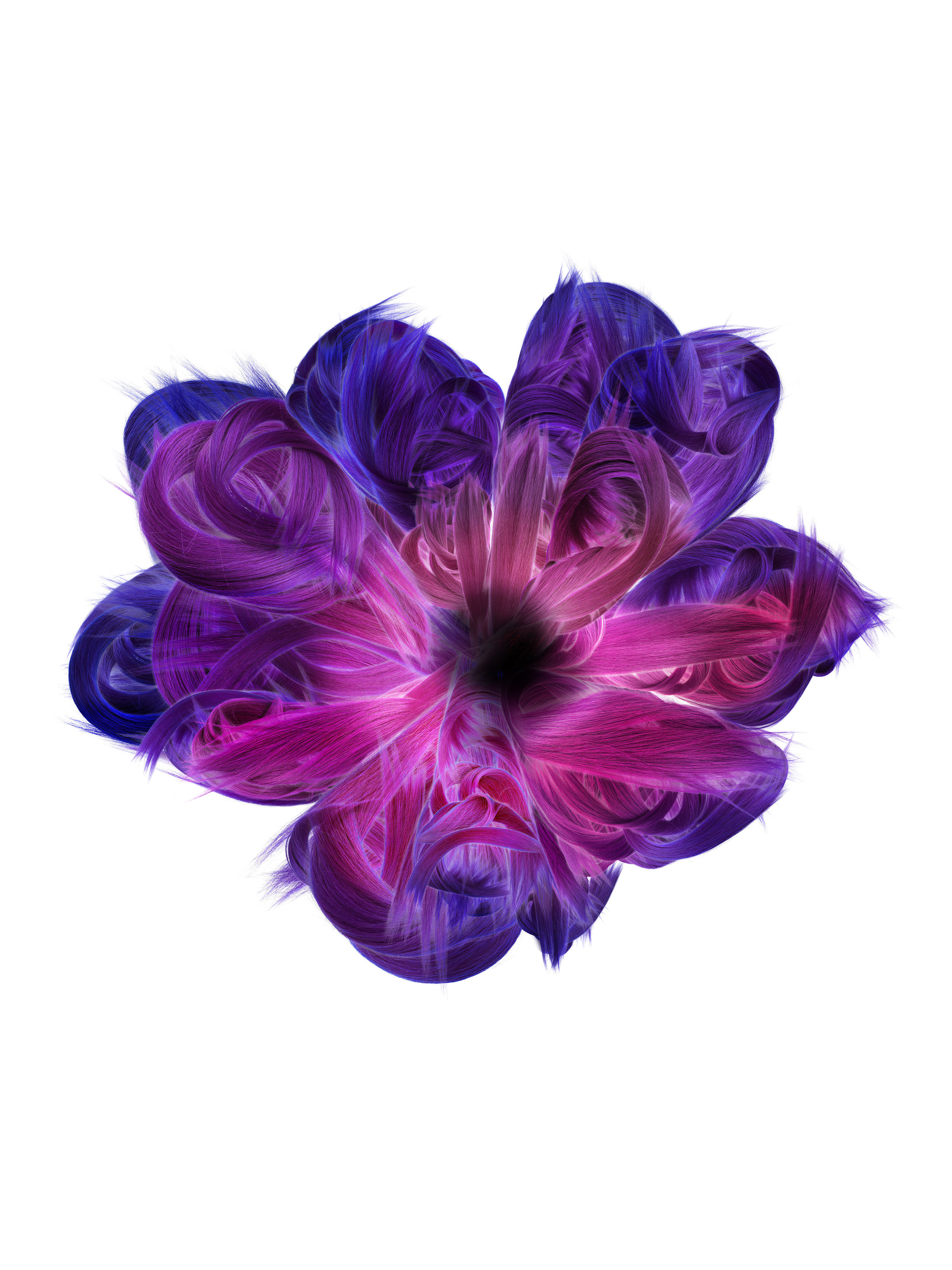 anemone copy.jpg