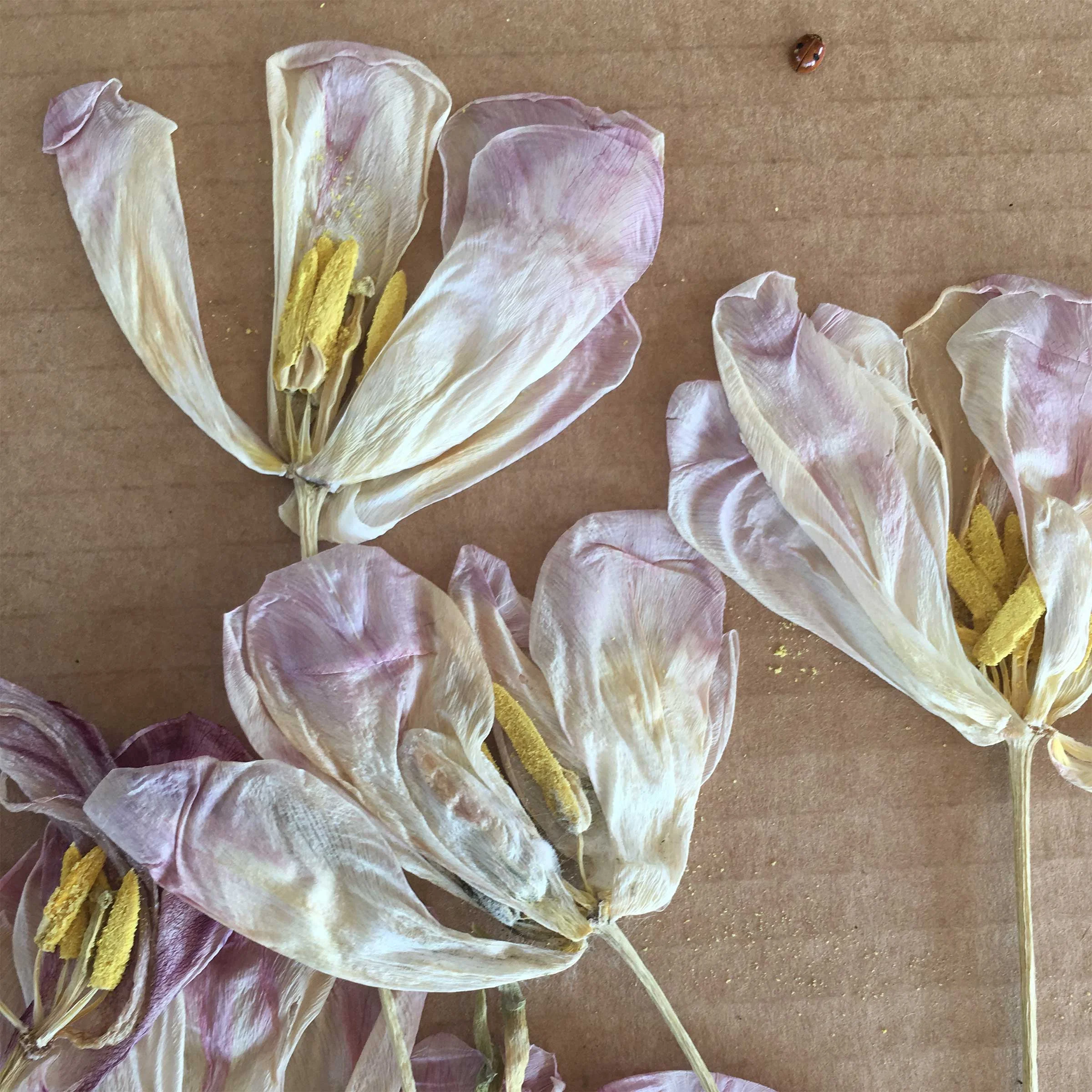 carina-about-driedflower-Dried-Lilac-flowers.jpg