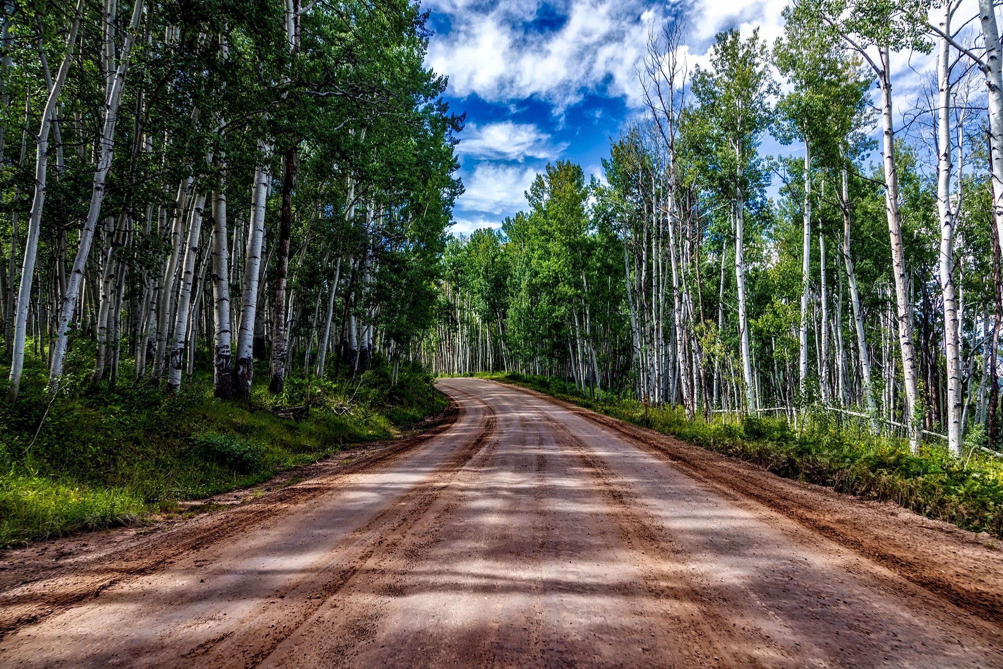 aspens.jpeg