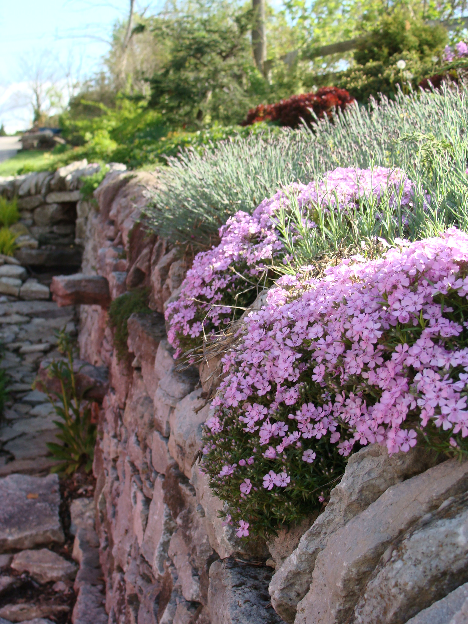 Creeping Phlox.JPG