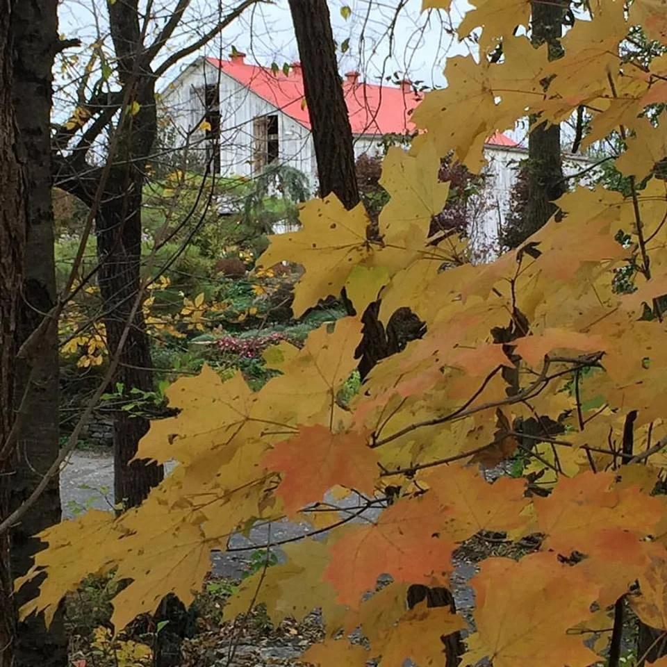 Maple Leaves with Barn.jpg