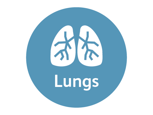 Lungs.png