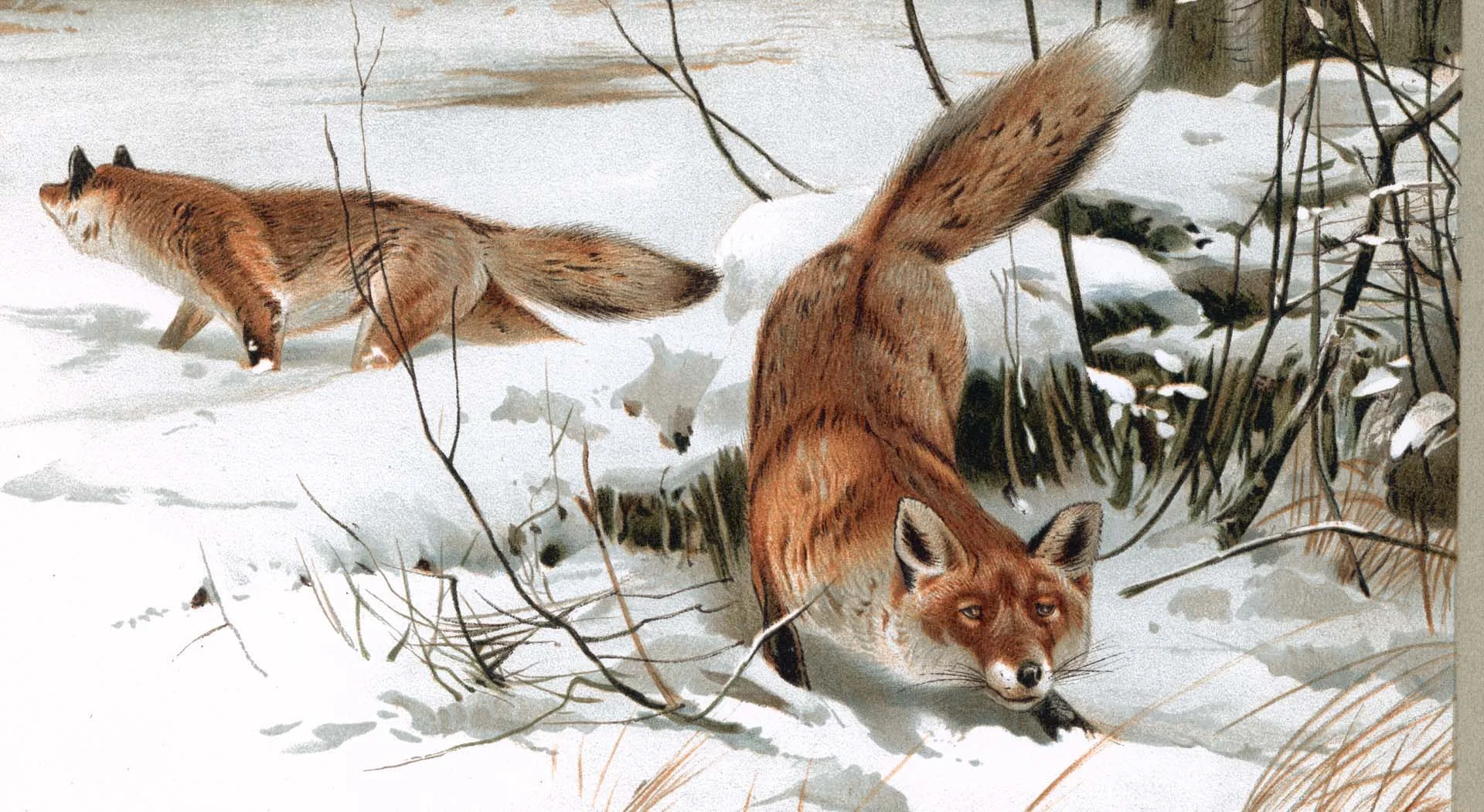 Foxes