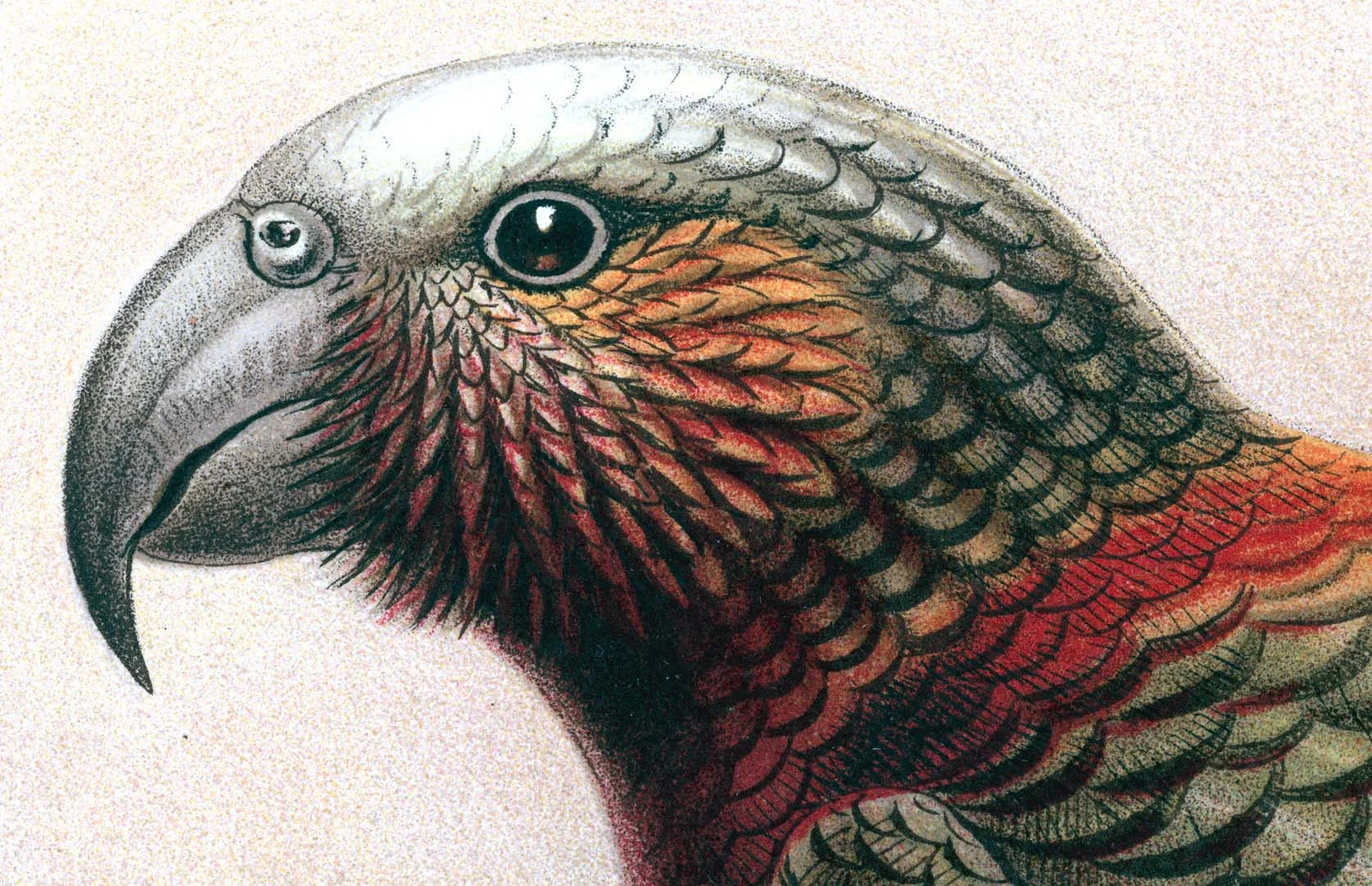 2 Birds (detail)