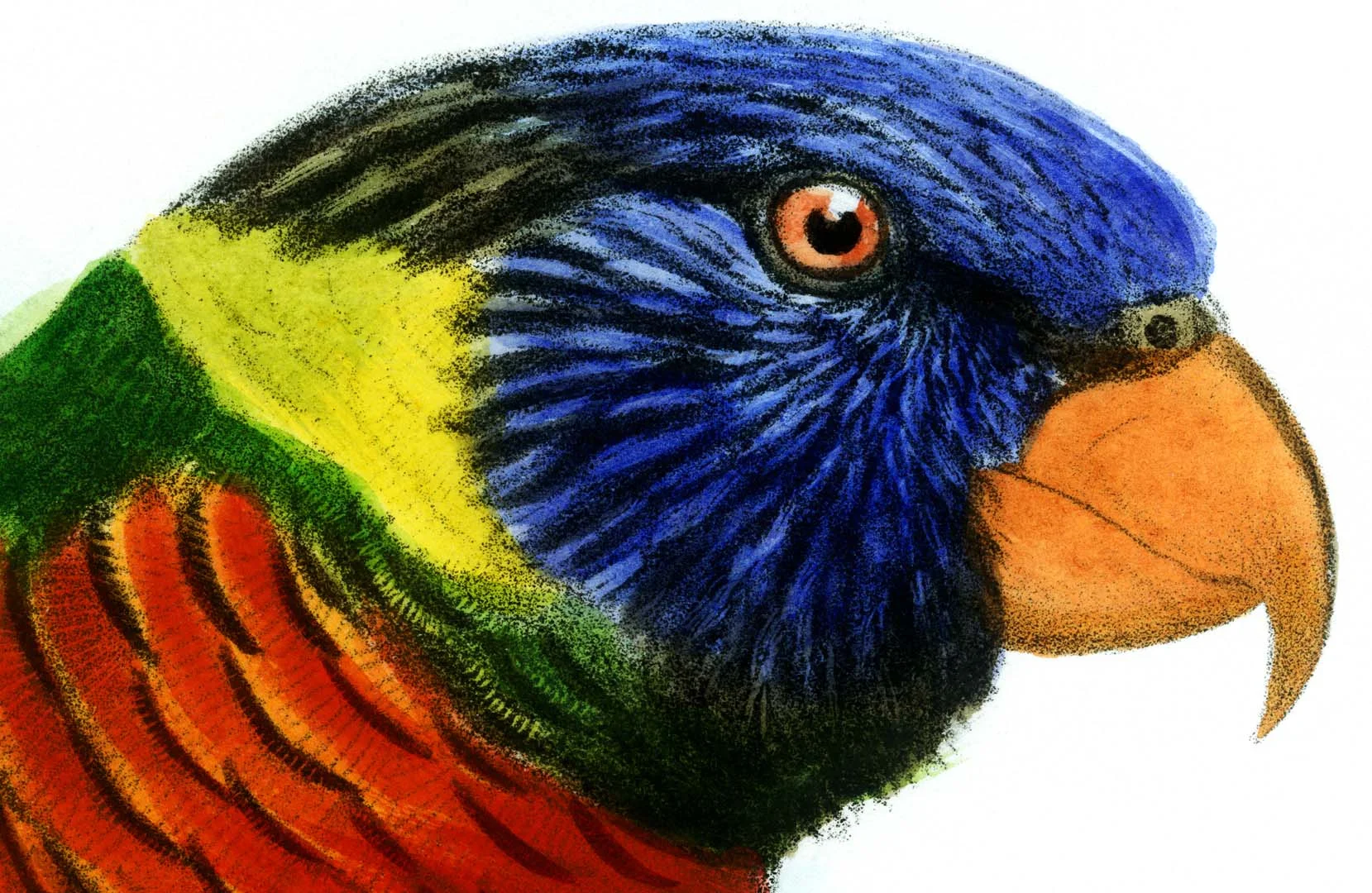 Parrot