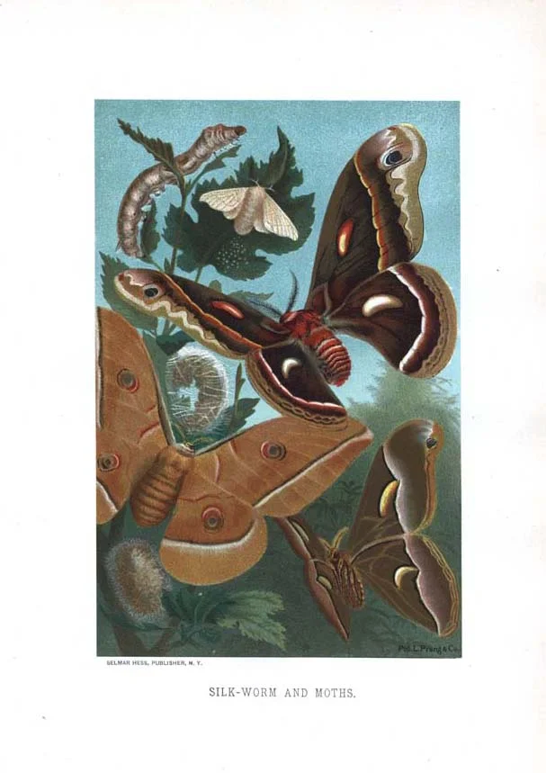 Silk Moths