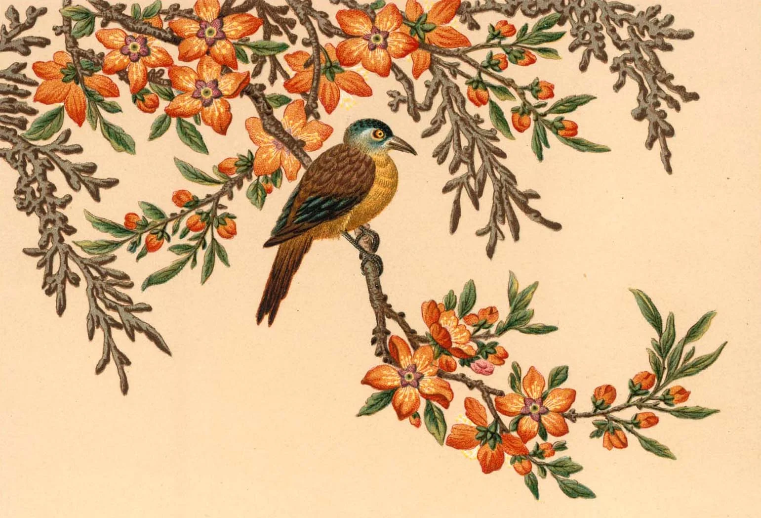 Bird Illustration