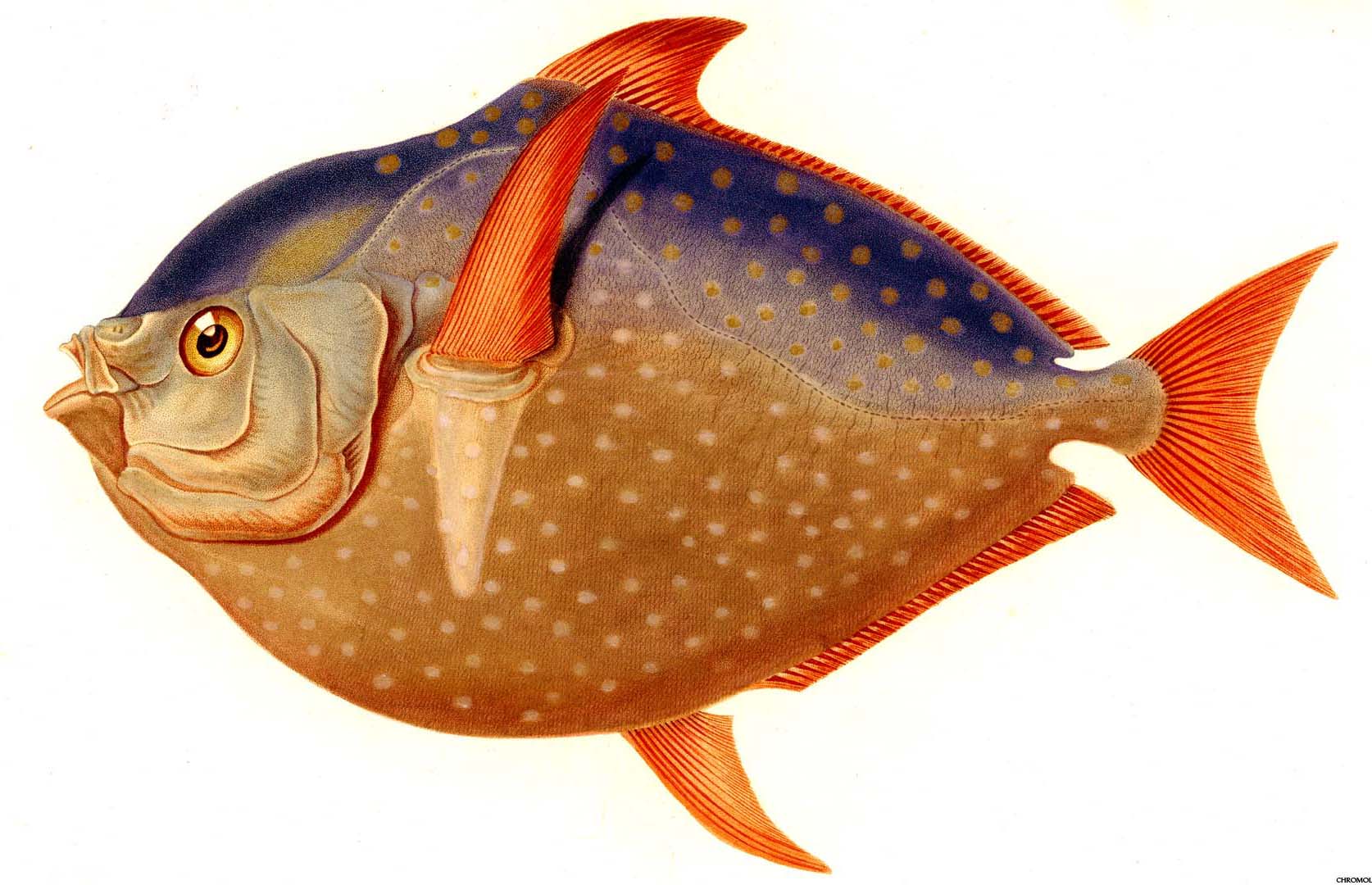 Blue and Gold Fish