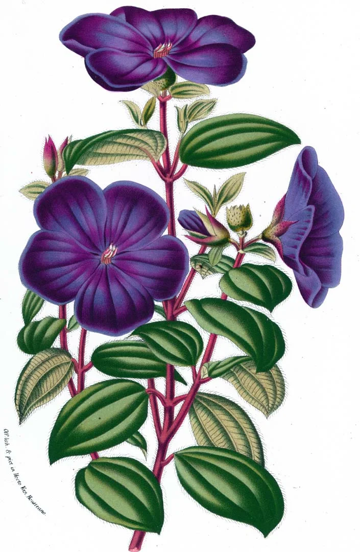 Purple Flower