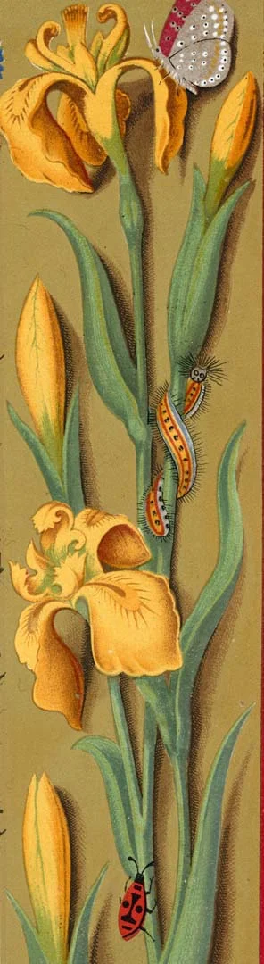 Insects on Flower