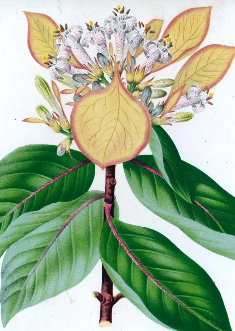 Leafy Flower