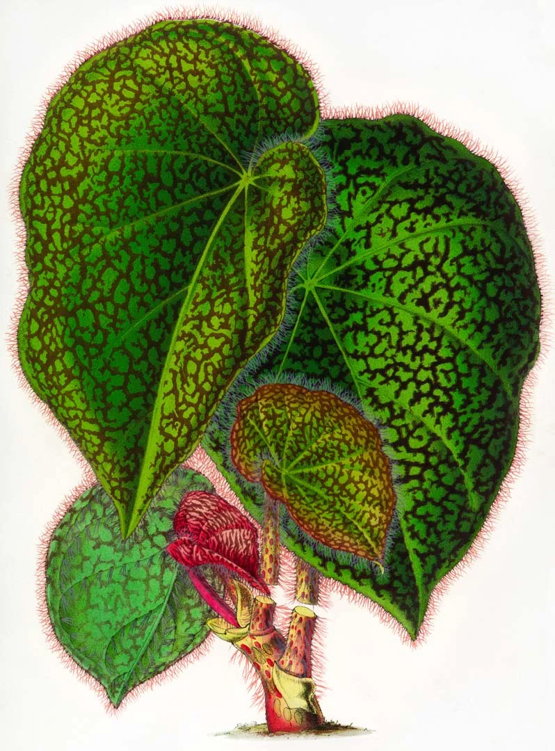 Psychedelic Leaf