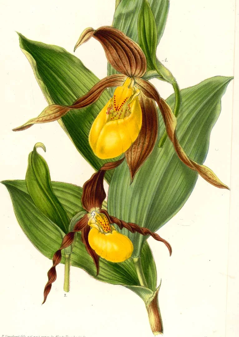 Author: Lucien Linden Title: Lindenia Iconography des Orchidées