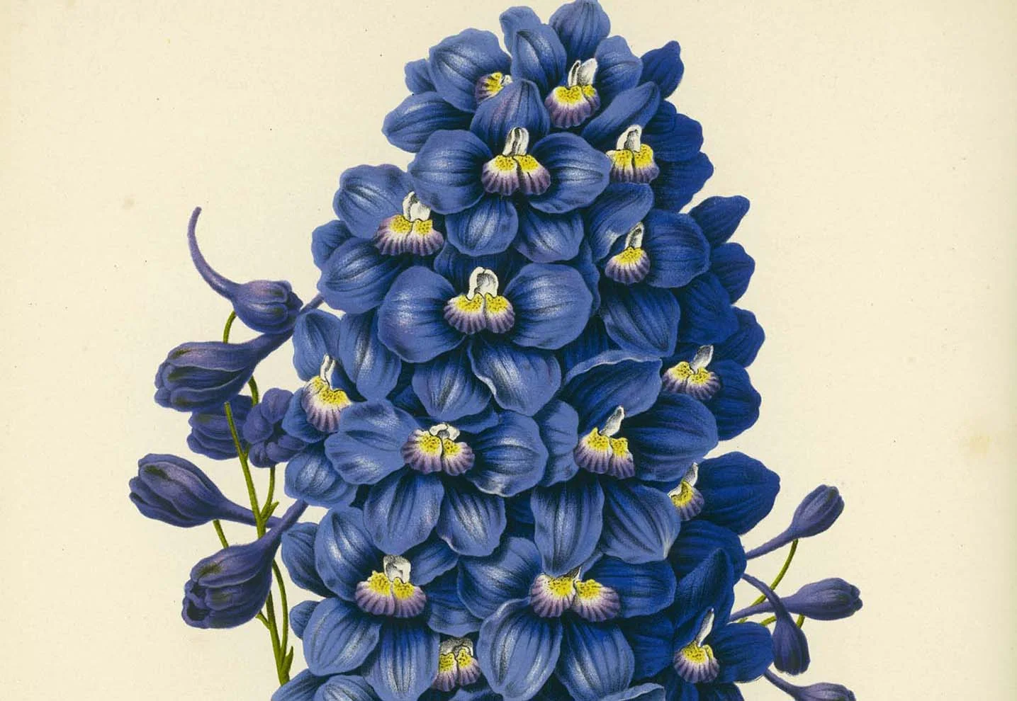 Group of Flowers