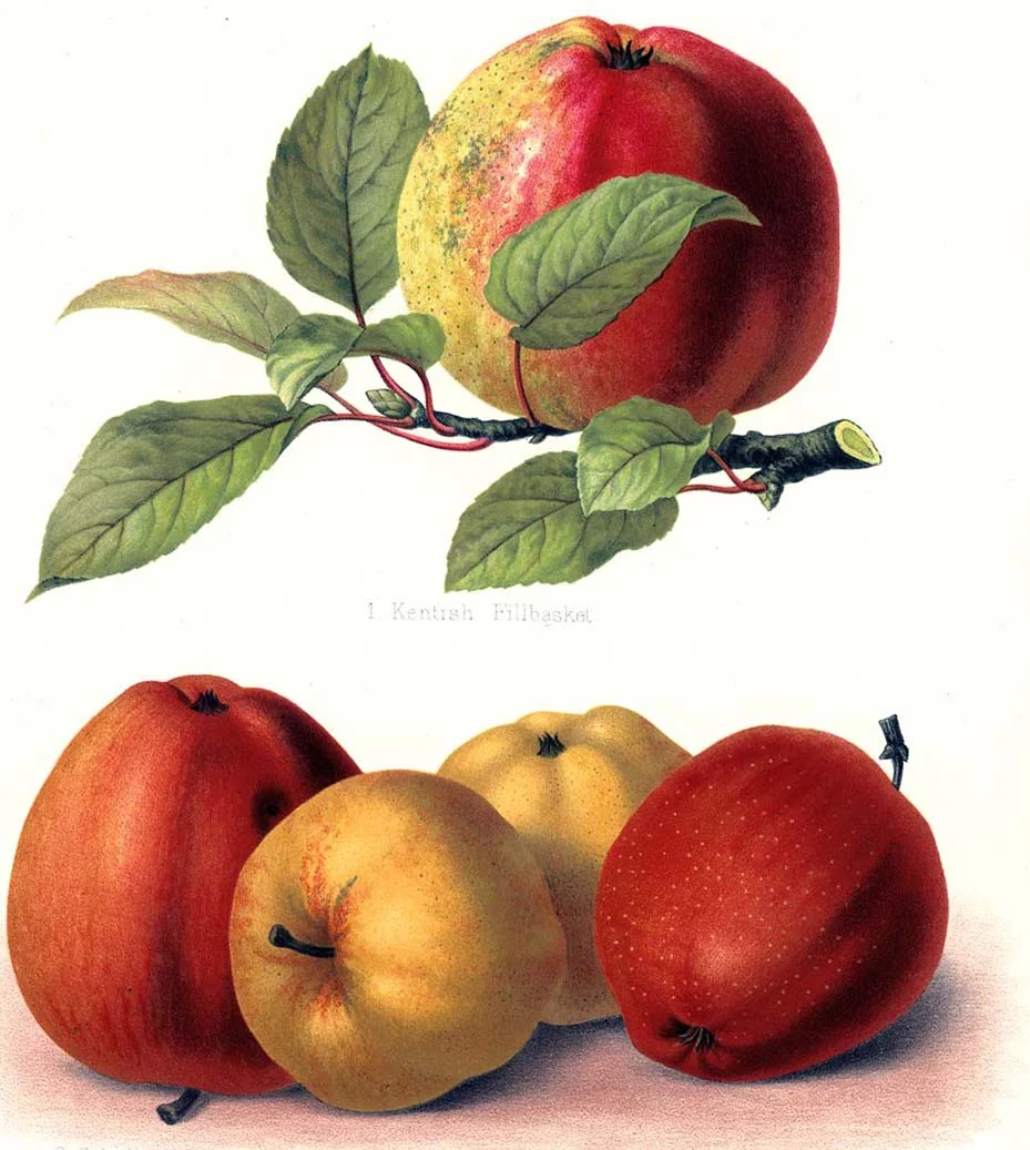 Apple Examples