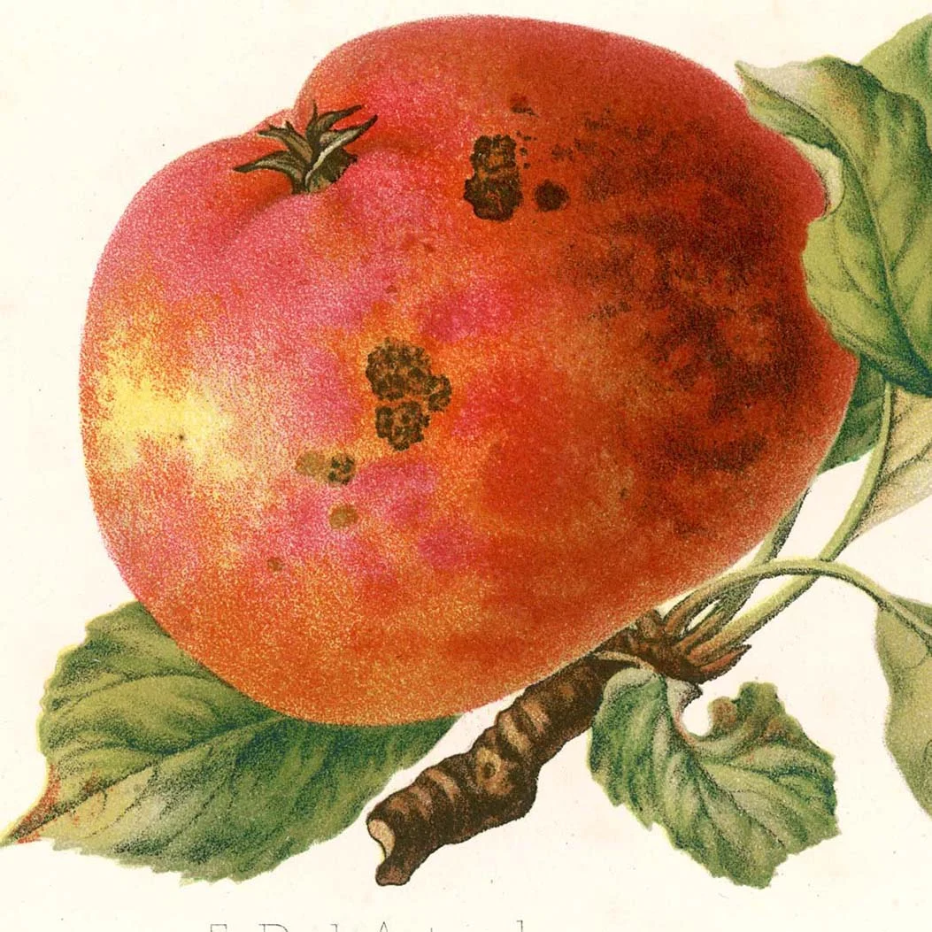 Bruised Apple