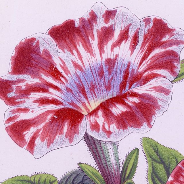 This petunia is unusual for the blush of blue in the center of the flower.
.
.
.
.
.
#flower #pastel #petunia #librariesofinstagram #botany #petun #tobacco #Solanaceae #chromolithograph #interiordesign