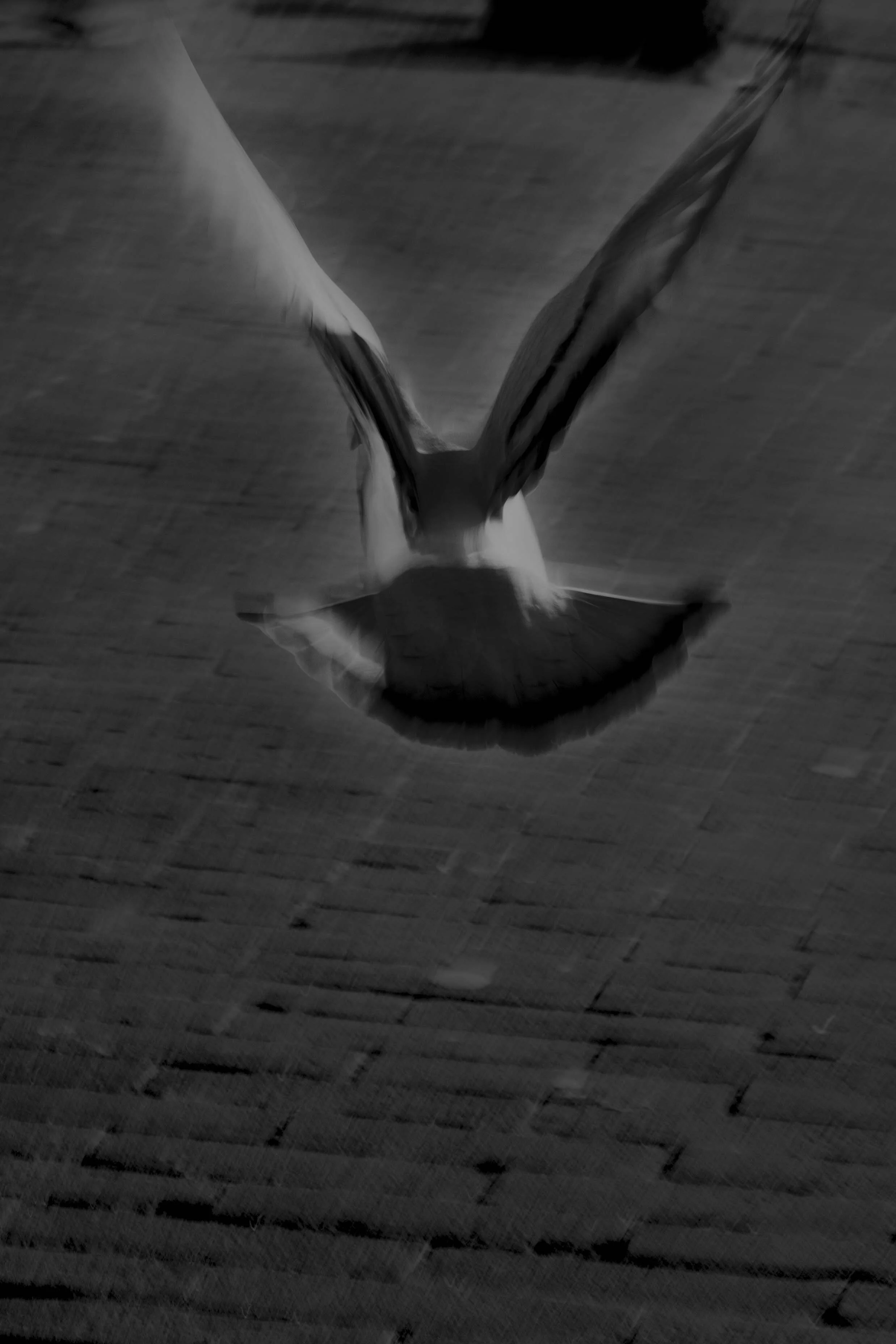 2.HolyMoly small.jpg