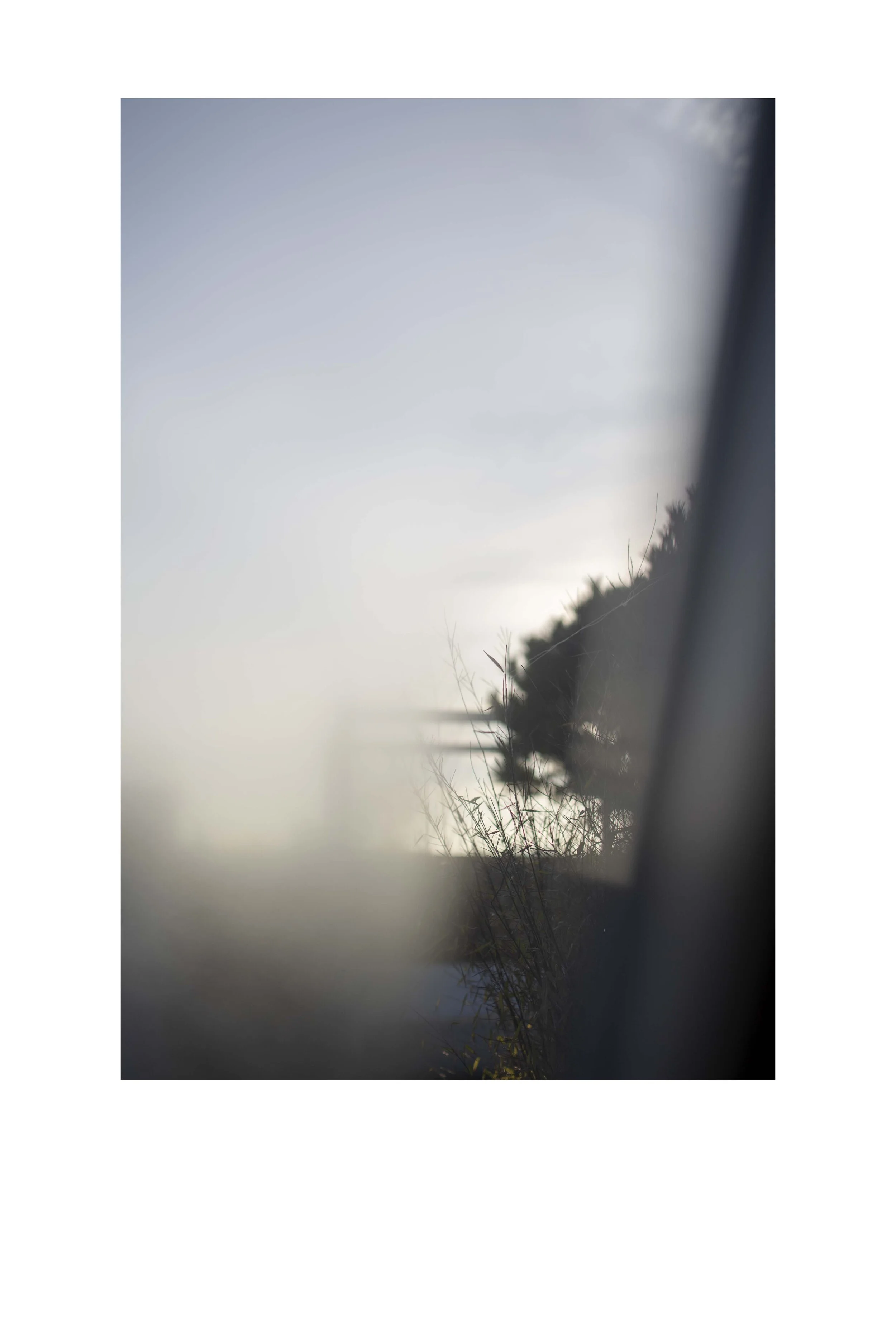 Morning Dew1.jpg