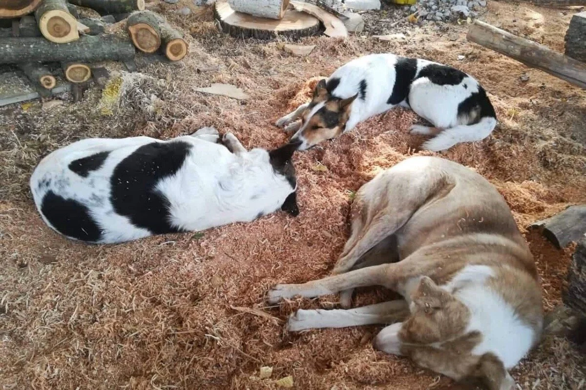 Help Us Help 3 Dogs from the Chernobyl Region!