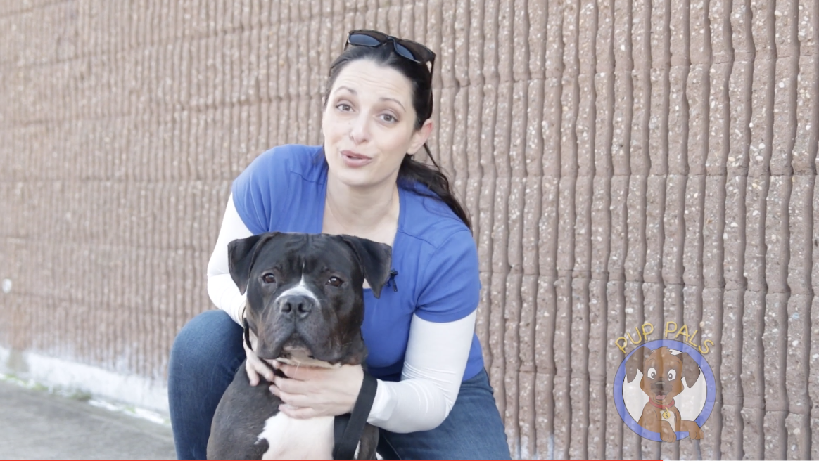 Check out these videos of our dogs in boarding and help us find them homes for the New Year!