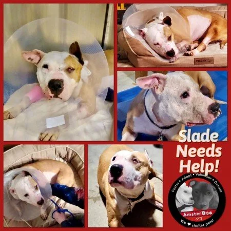Former bait dog, Slade, needs your help!